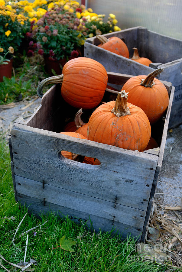 Pumpkin Photograph - Pumpkins in Wooden Crates by Amy Cicconi
