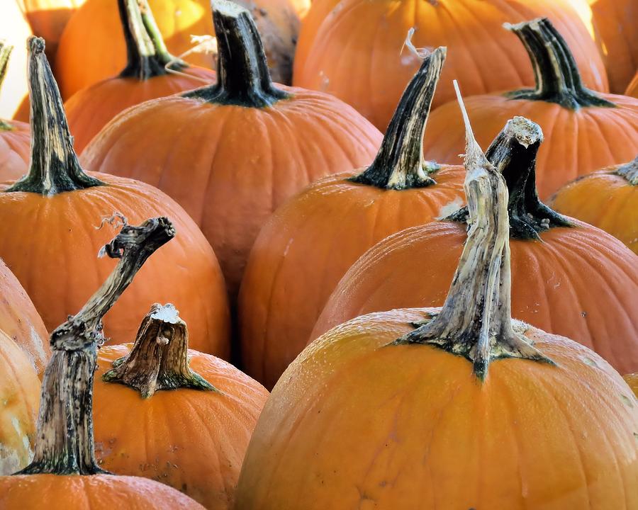 Pumpkins Photograph by Janice Drew