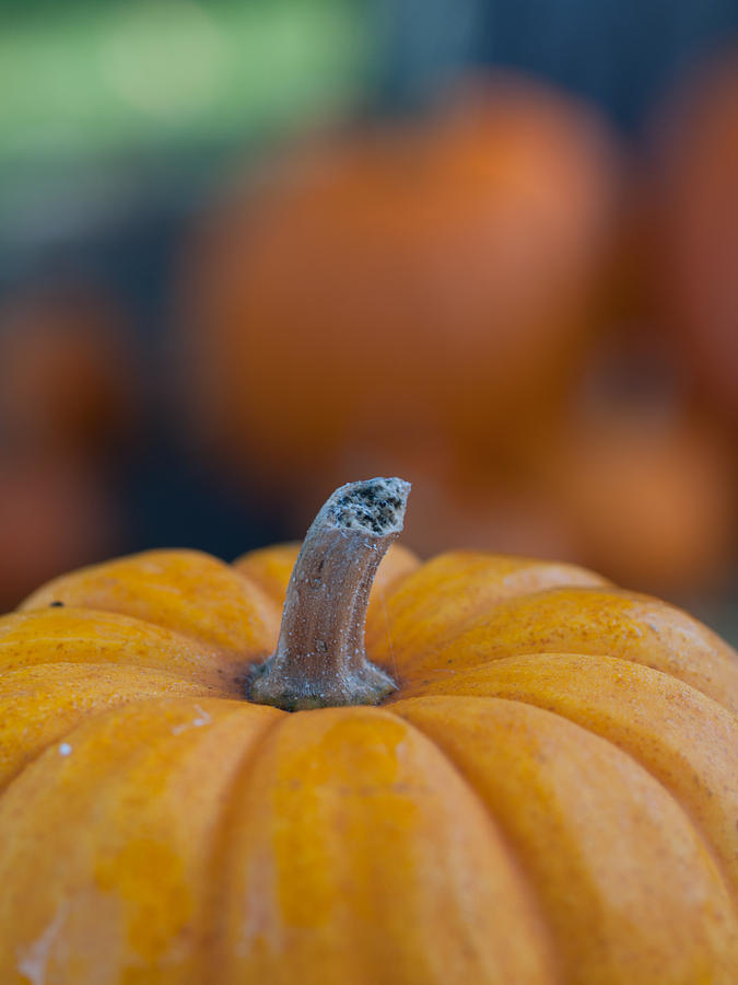 Pumpkins Photograph by Jim DeLillo