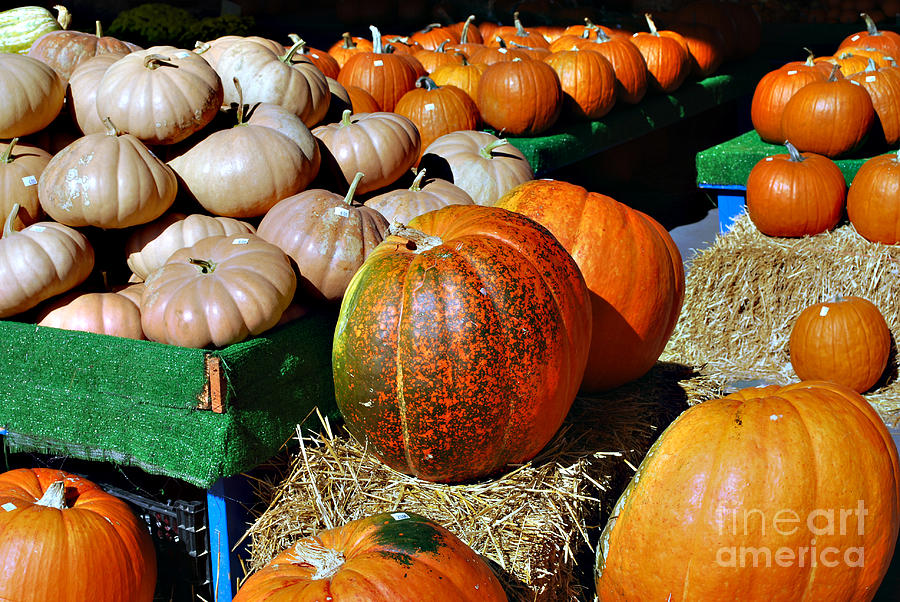 Pumpkins Photograph by Linda Cox