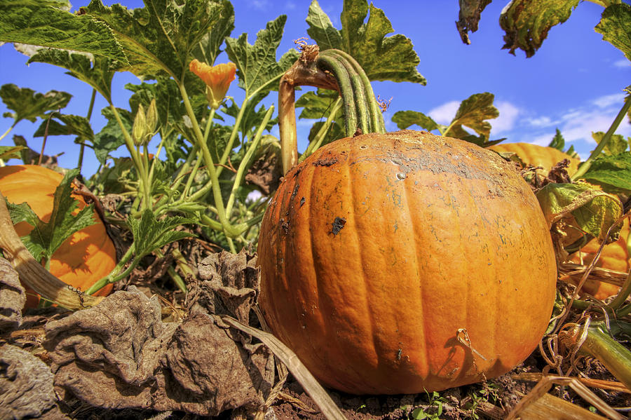 Pumpkins of the Patch - Autumn - Halloween Photograph by Jason Politte