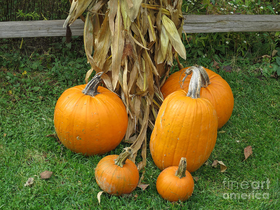 Pumpkins on Display Photograph by Ann Horn