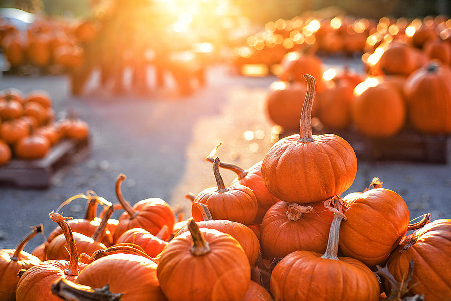 Pumpkins on pumpkin patch Photograph by Natalia Ganelin
