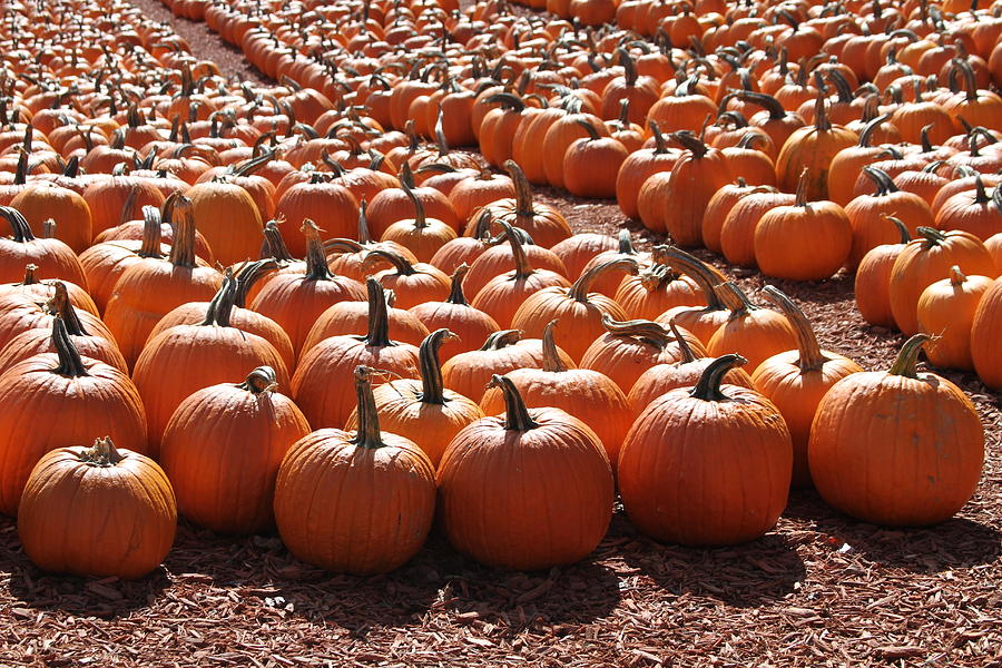 Pumpkin Photograph - Pumpkins pumpkins and more pumpkins 3 by Cathy Lindsey