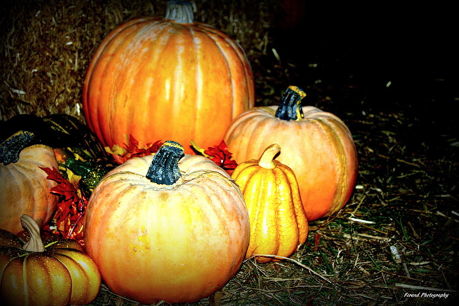 Pumpkins Pumpkins Photograph by Debra Forand