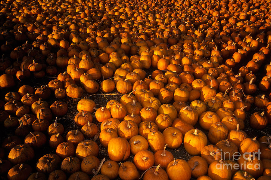 Pumpkins Photograph by Ron Sanford
