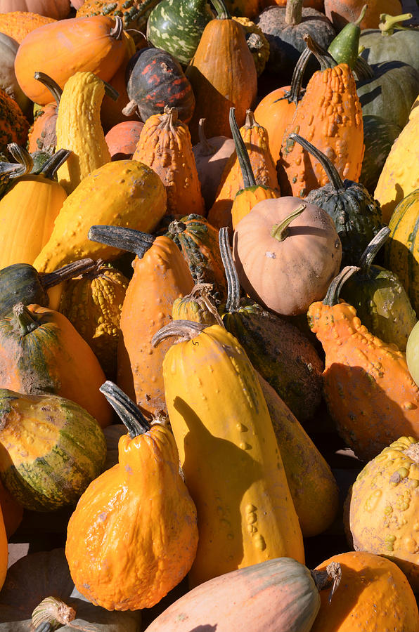 Pumpkins Up Close Photograph by Alex Vishnevsky