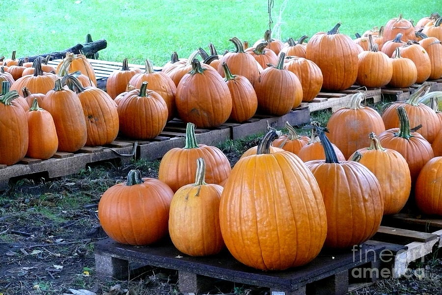 Halloween Photograph - Pumpkins Waiting by Betsy Cotton
