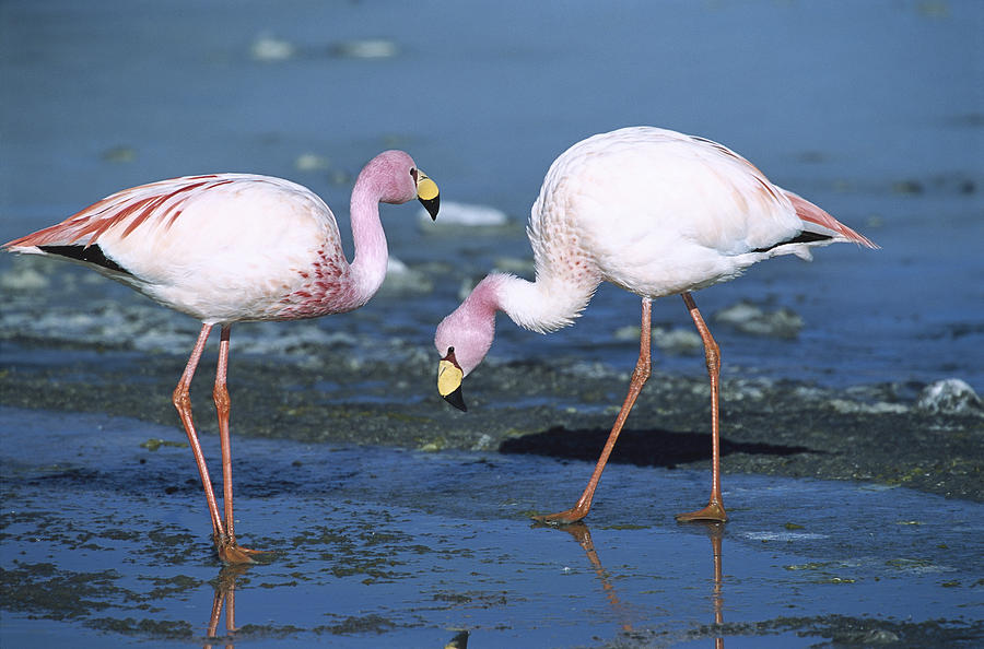 Puna Flamingo Feeding In Laguna Photograph by Tui De Roy