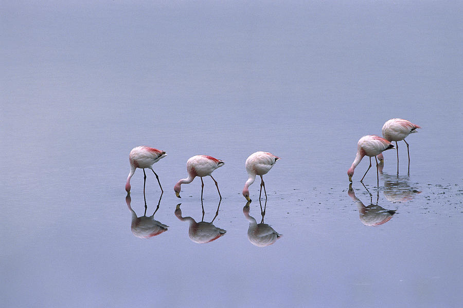 Puna Flamingos Feeding Laguna Blanca Photograph by Pete Oxford