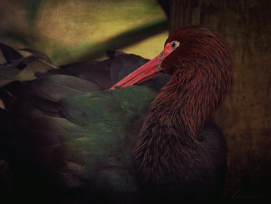 Bird Photograph - Puna Ibis by Maria Angelica Maira