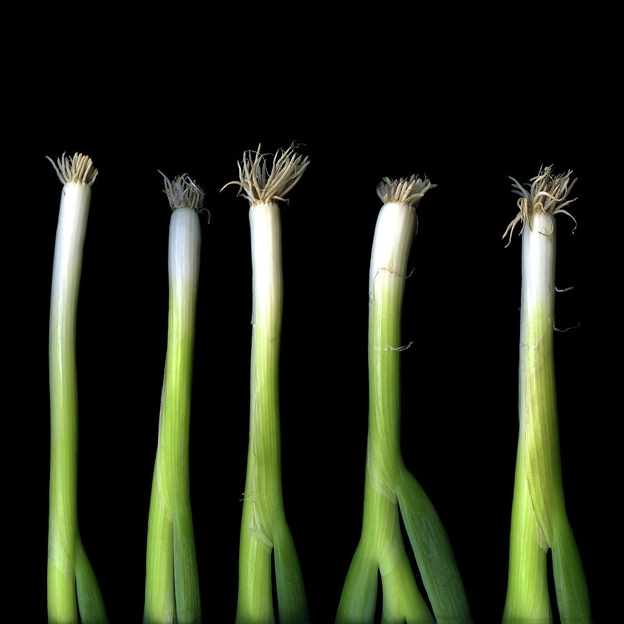 Punk Spring Onions Photograph by Photograph By Magda Indigo