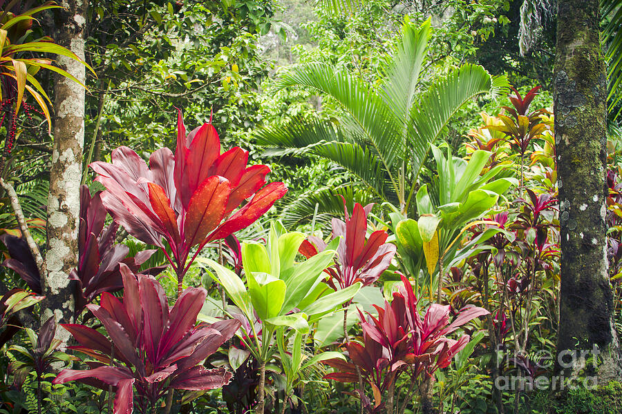 Puohokamoa Rainforest Maui Hawaii Photograph by Sharon Mau