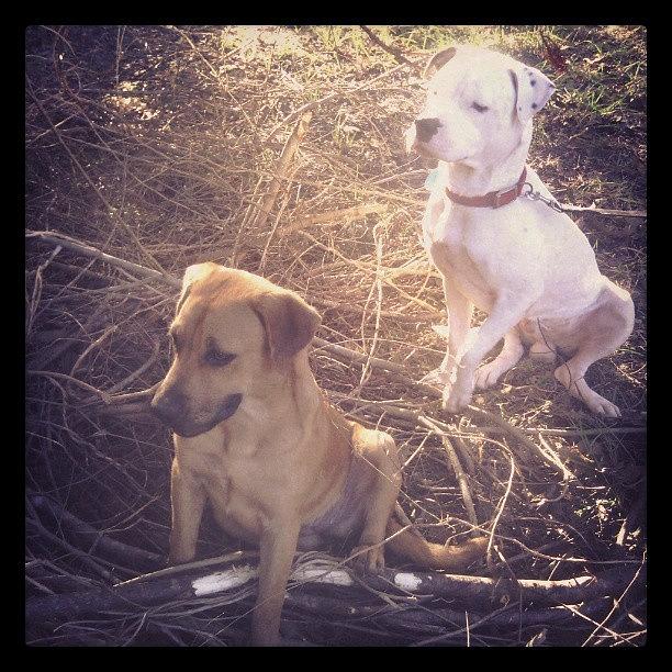 Dog Photograph - Pup Pup & Fat Amy In Their Brush Pile by Melony Nelson