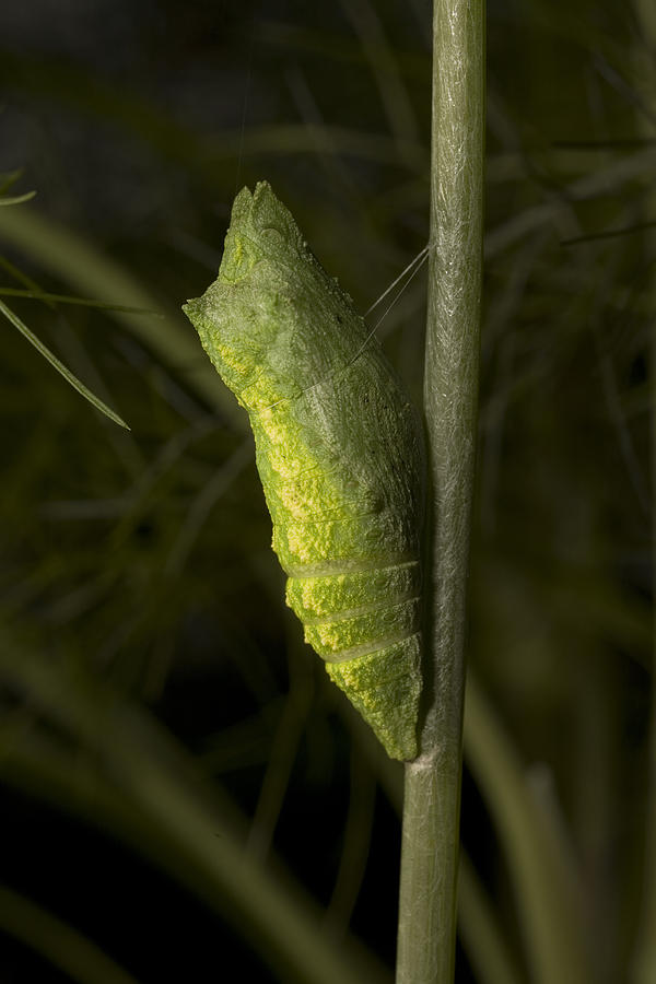 Pupa Of Black Swallowtail Butterfly Photograph by Robert Noonan