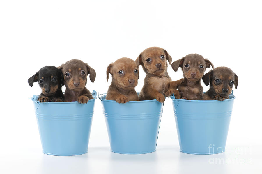 Puppies In Buckets Photograph by John Daniels