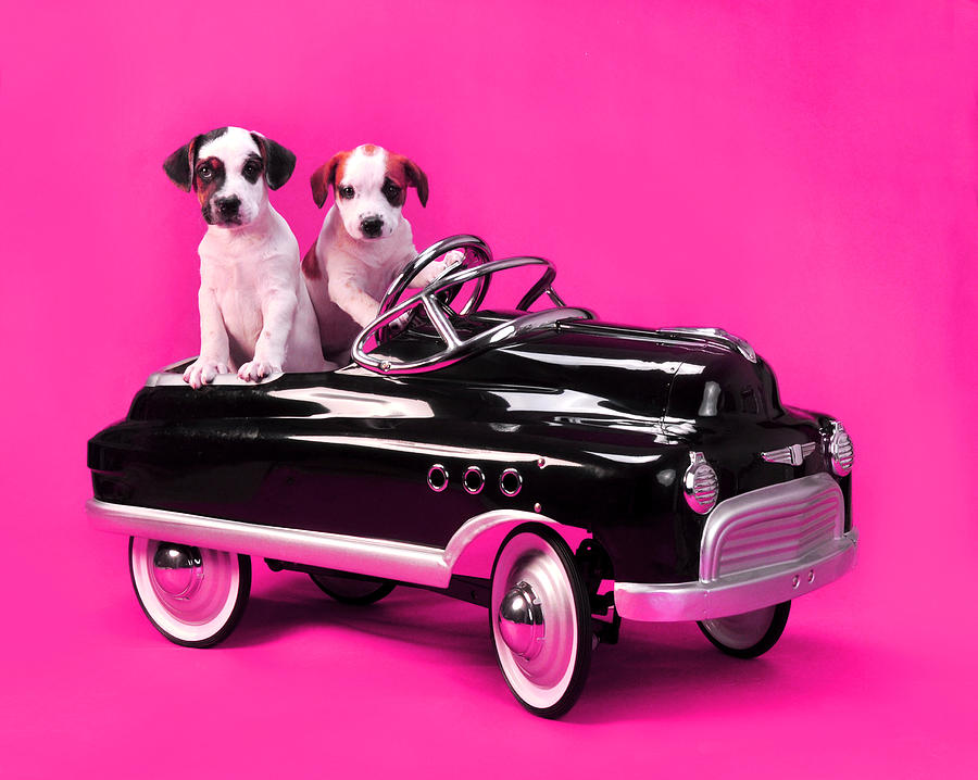 Puppies In Pedal Car On Hot Pink Photograph