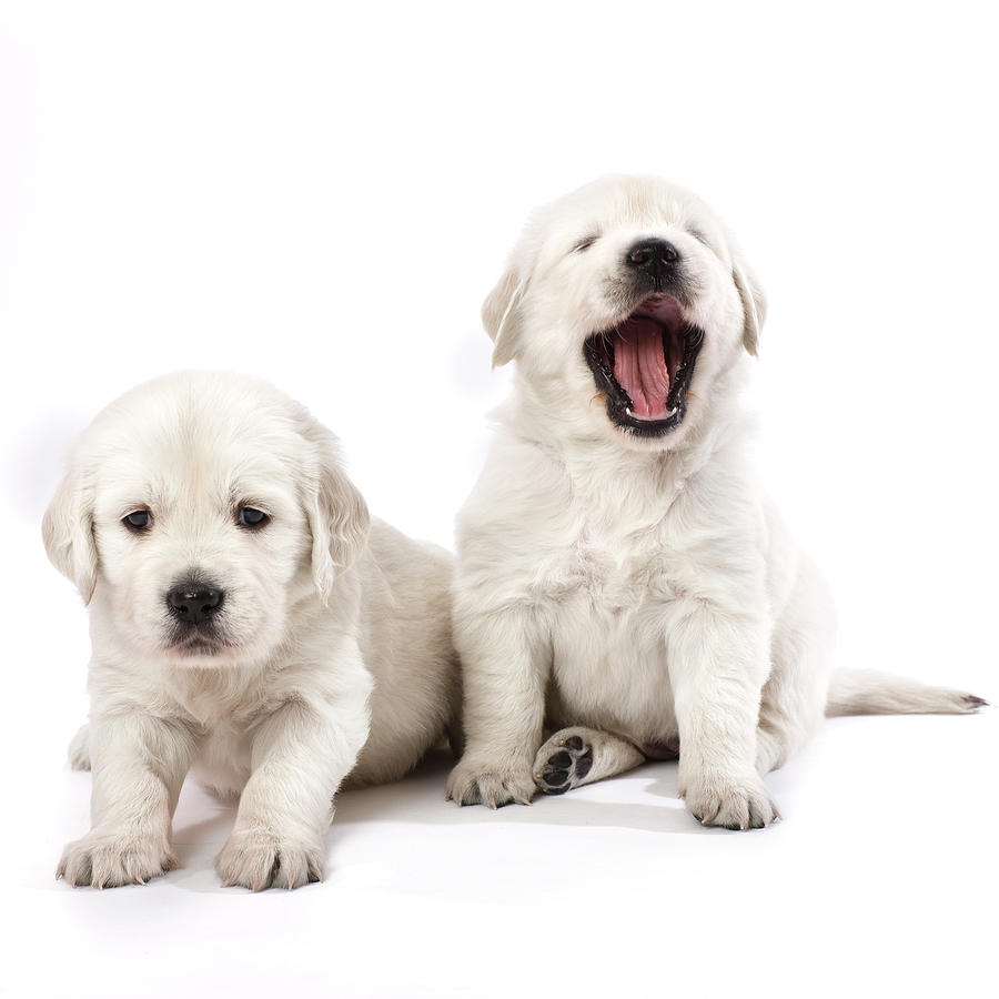 Puppies, Studio Shot Photograph by Johner Images