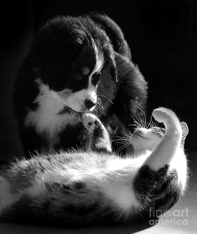Black And White Photograph - Puppy and cat playing by Heidi Emanouel