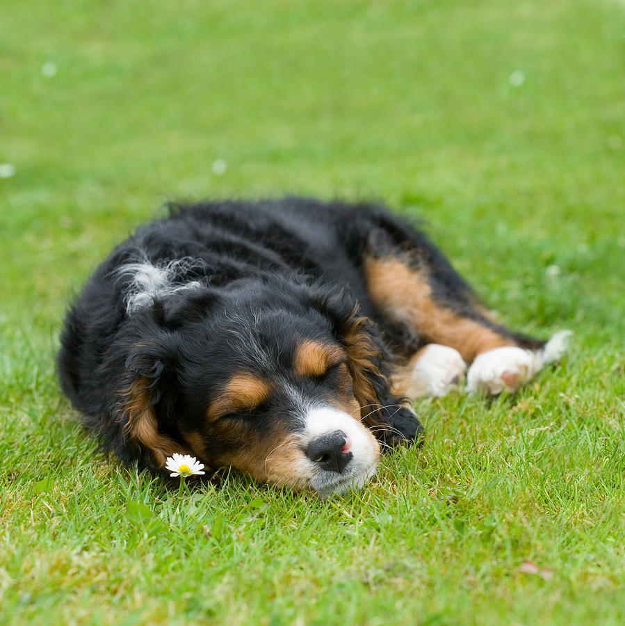 Dog Photograph - Puppy Asleep with Garden Daisy by Natalie Kinnear
