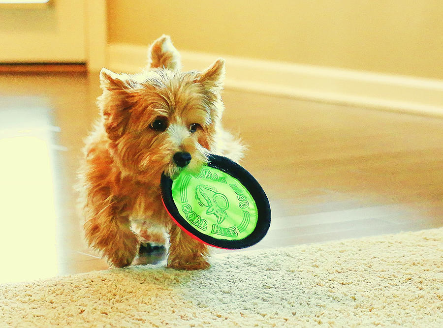 Norwich Terrier Digital Art - Puppy at Play by Susan Stone