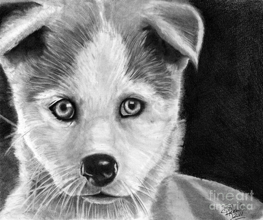 Puppy Drawing by Bill Richards