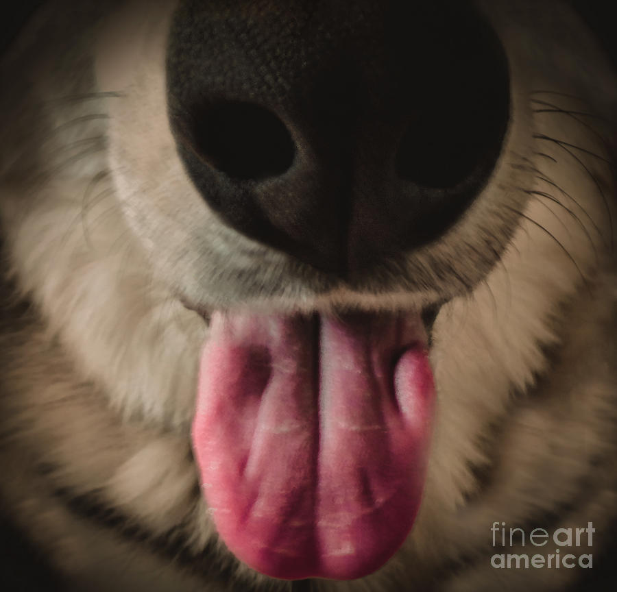 Unique Photograph - Puppy Breath by Charlie Cliques