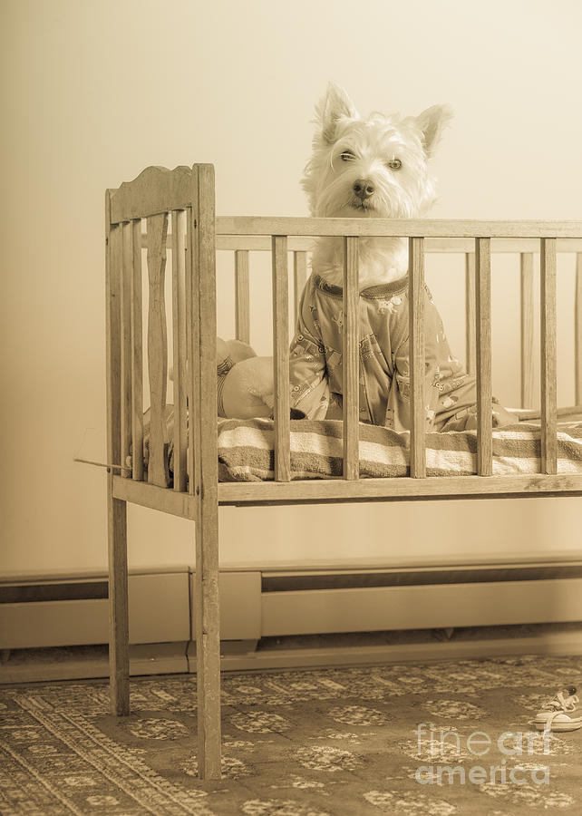 Vintage Photograph - Puppy dog in a baby crib by Edward Fielding
