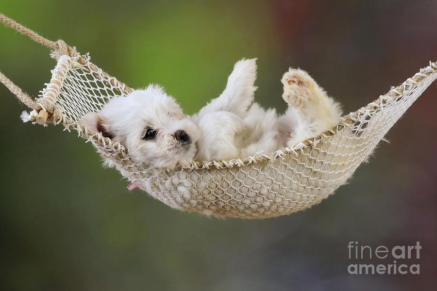Dog Photograph - Puppy Dog In A Hammock by John Daniels