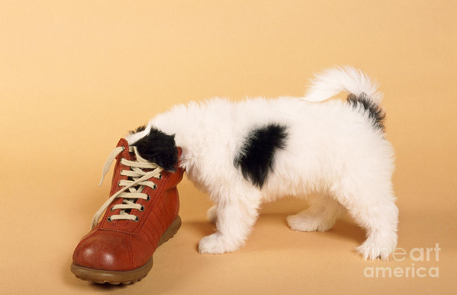 Puppy Dog With Head In Red Shoe Photograph by Johan De Meester - Fine ...