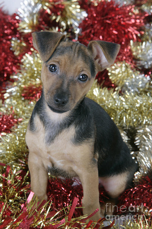 Puppy Dog With Tinsel Photograph by John Daniels