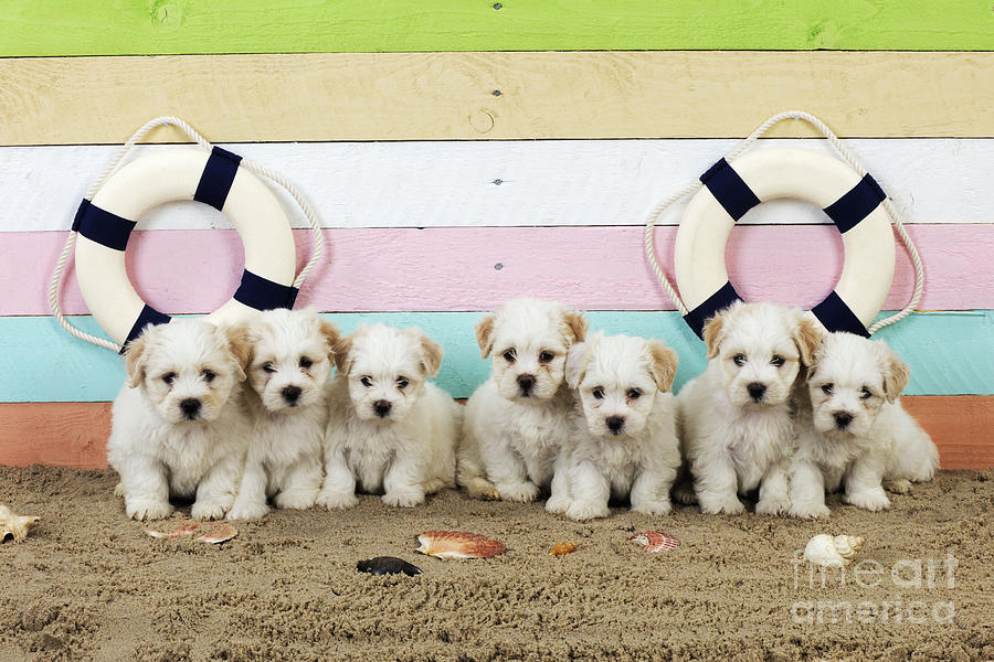 Dog Photograph - Puppy Dogs At The Beach by John Daniels