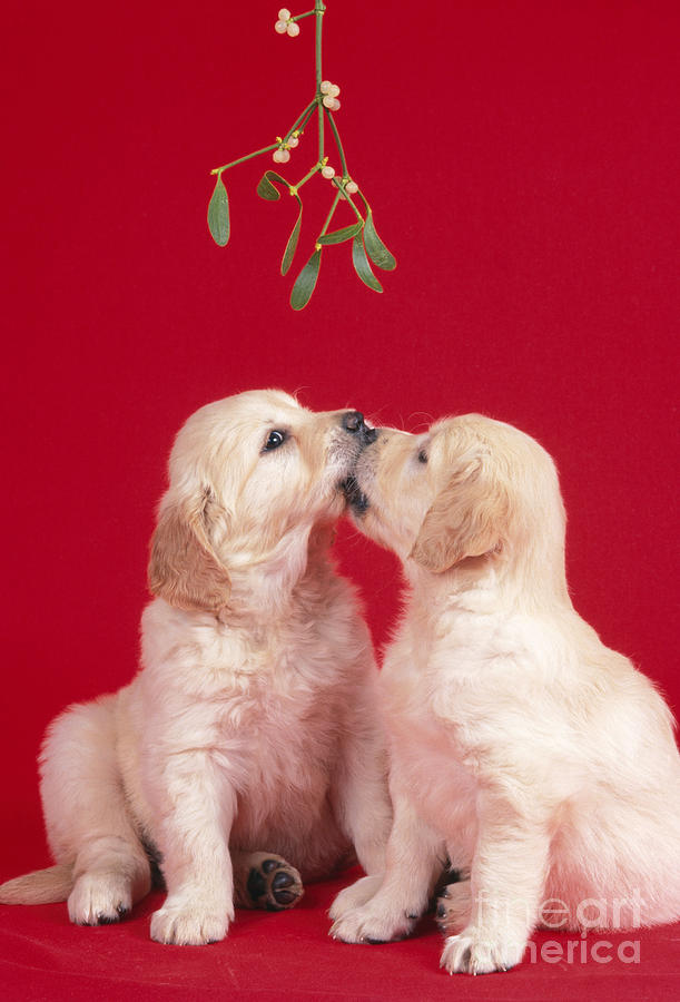 Puppy Dogs Kissing Under Mistletoe Photograph by John Daniels