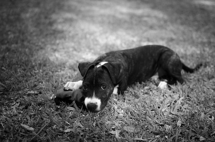 Puppy Eyes in Black and White Photograph by David Morefield