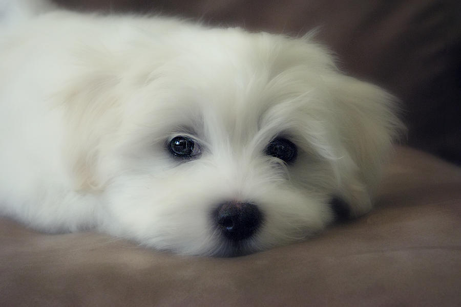 Puppy Eyes Photograph by Melanie Lankford Photography