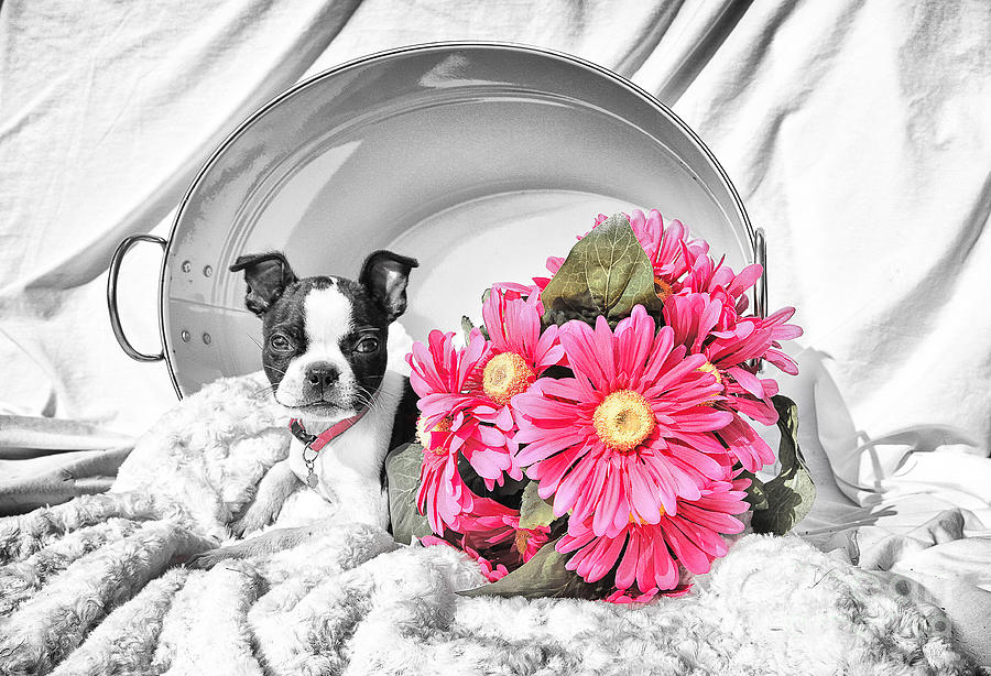 Puppy Flower Digital Art by Lori Frostad