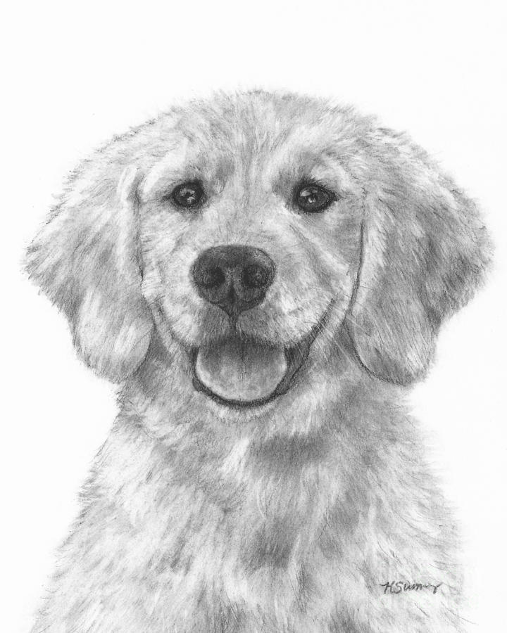 Puppy Golden Retriever Drawing by Kate Sumners