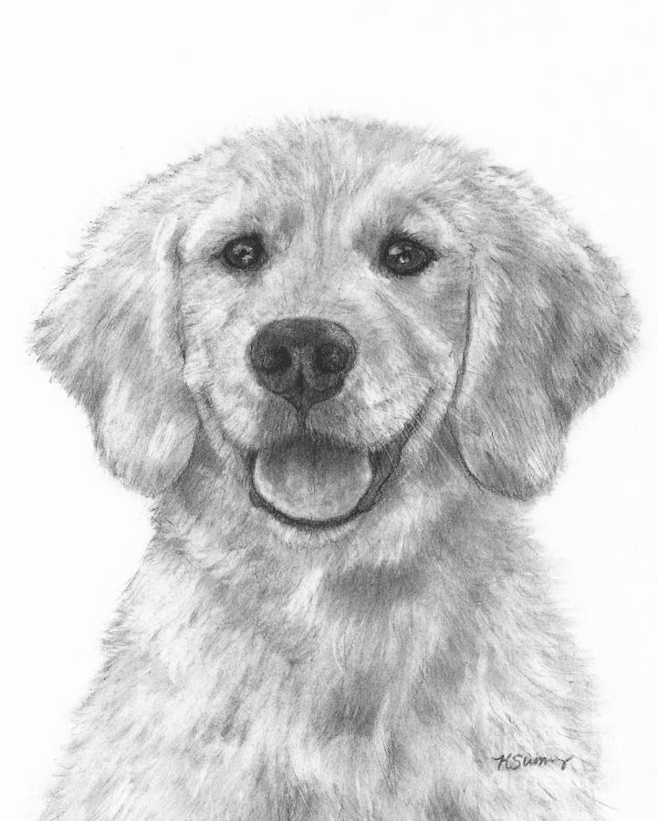 Puppy Golden Retriever Drawing By Kate Sumners