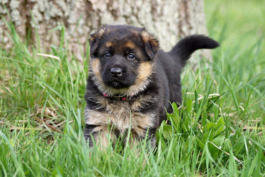 Puppy in Grass Photograph by Sandy Keeton