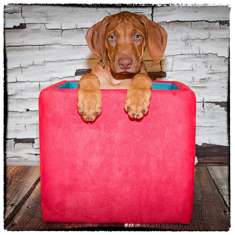 Puppy in the box Photograph by Marzena Grabczynska Lorenc