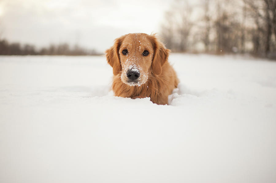 Puppy In The Snow Photograph by Stacey Montgomery Photography