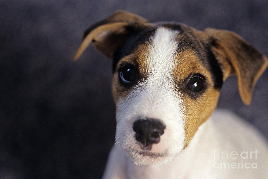 Puppy Jack Russell Terrier Photograph by Jim Corwin