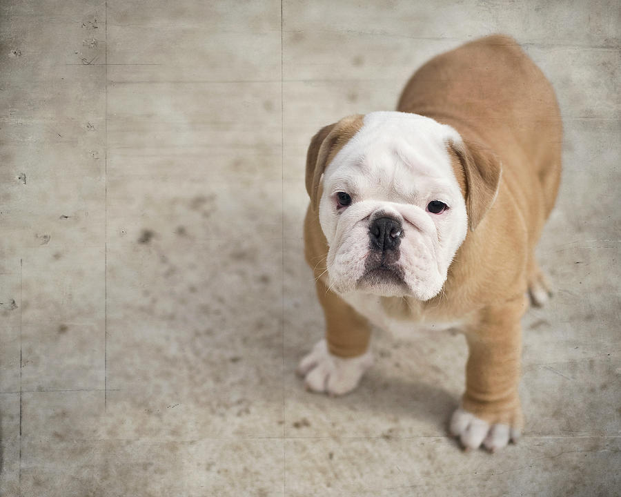 Puppy Photograph by Jody Trappe Photography