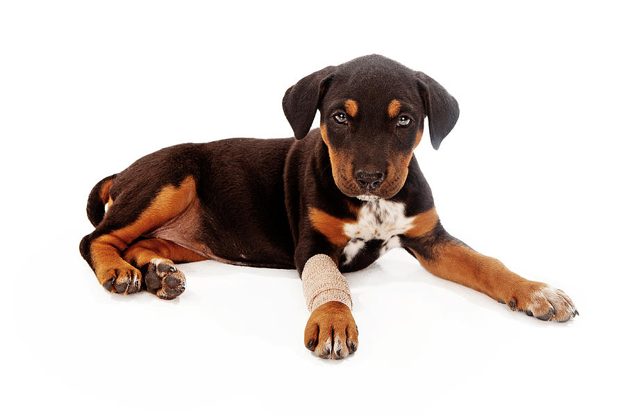 Dog Photograph - Puppy Laying With Injury by Good Focused