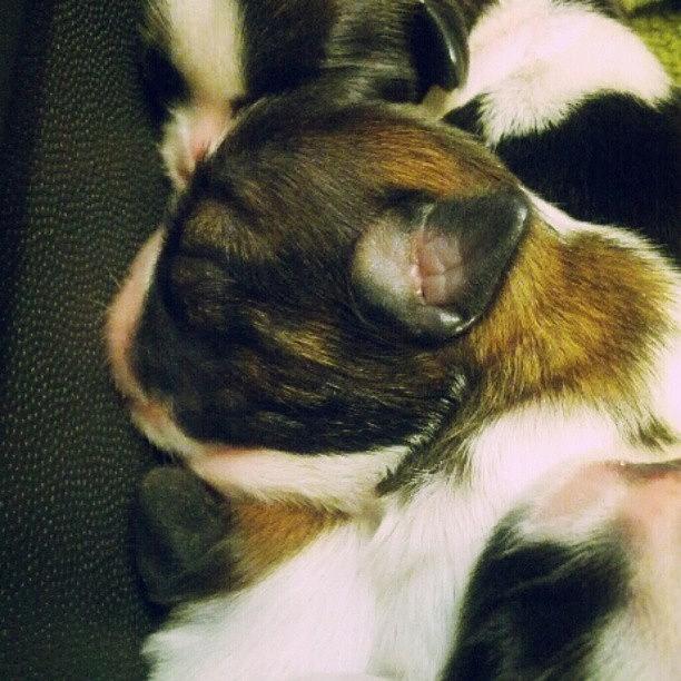 Aww Photograph - Puppy Love #aww #shihtzu #baby #doggies by Elysha Perry