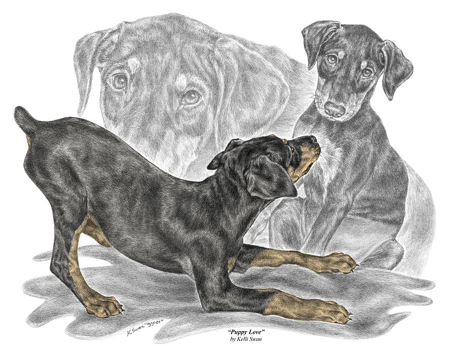 Puppy Love - Doberman Pinscher Pup - color tinted Drawing by Kelli Swan