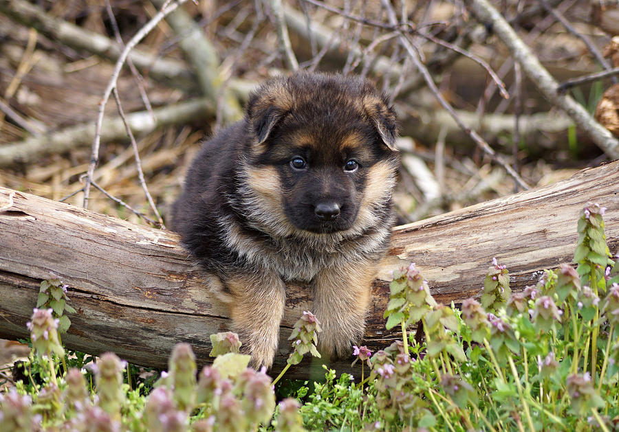 Puppy on a Log Photograph by Sandy Keeton