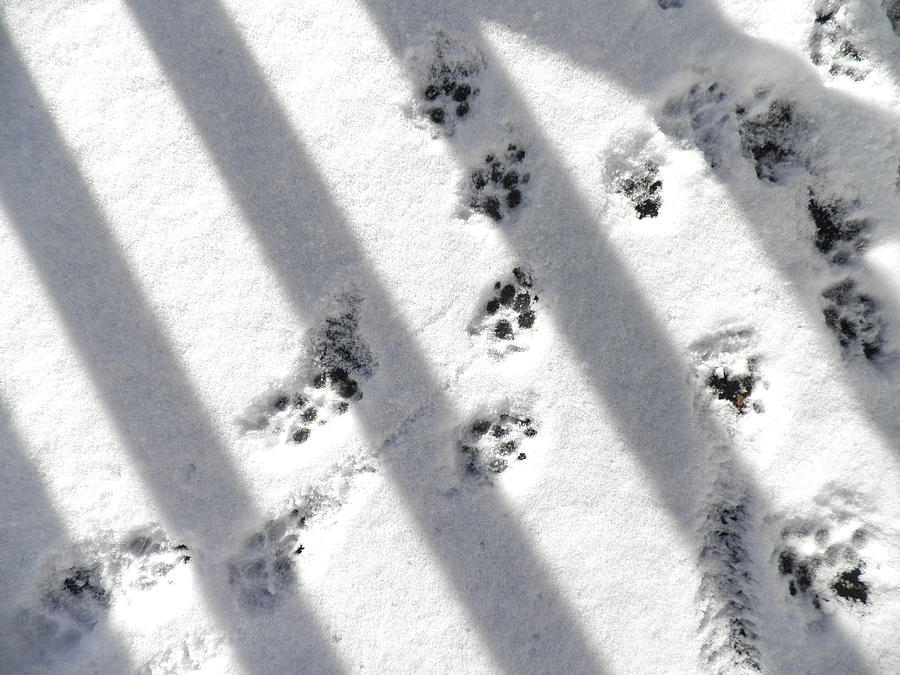 White Snow Photograph - Puppy Paw Prints and Shadows by Kate Gallagher