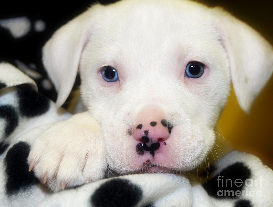 Puppy Pose with 4 spots on Nose Photograph by Peggy Franz