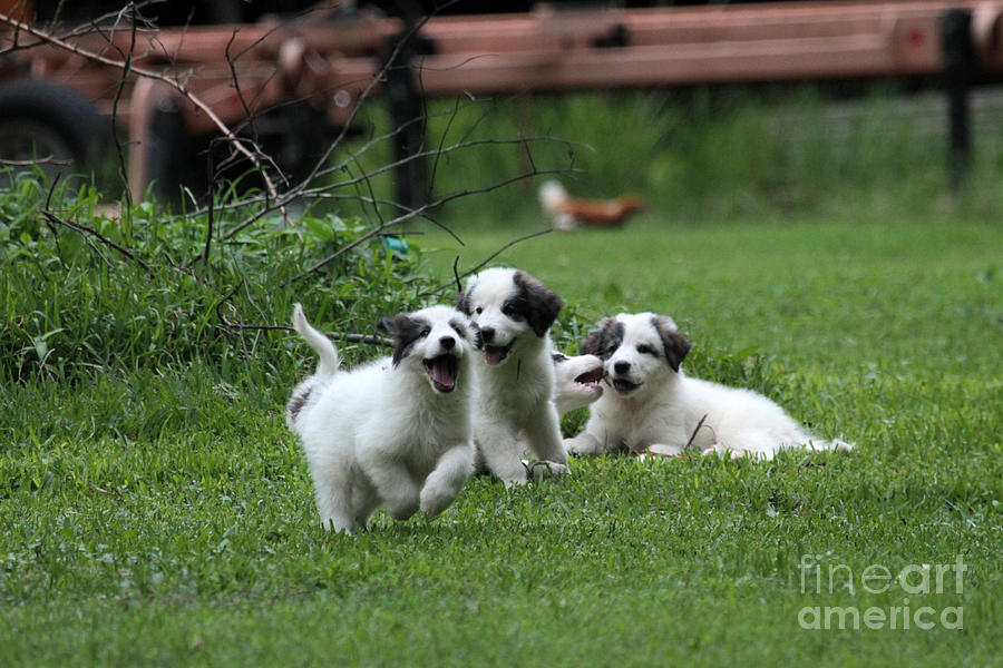 Puppy power 2 Photograph by Dwight Cook